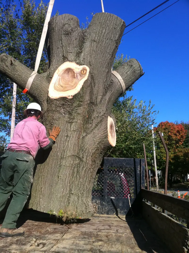 Crane removing a large tree section — Tree Wizard Columbia MO