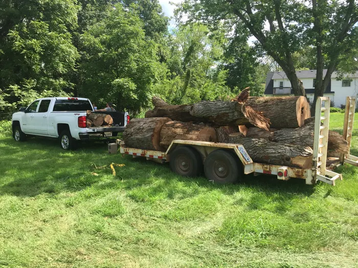 Tree Wizard crew hauling logs after large tree removal