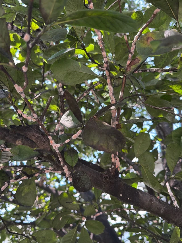 Magnolia scale infestation on a magnolia branch in Columbia, MO — waxy adult scales clustered along the twigs