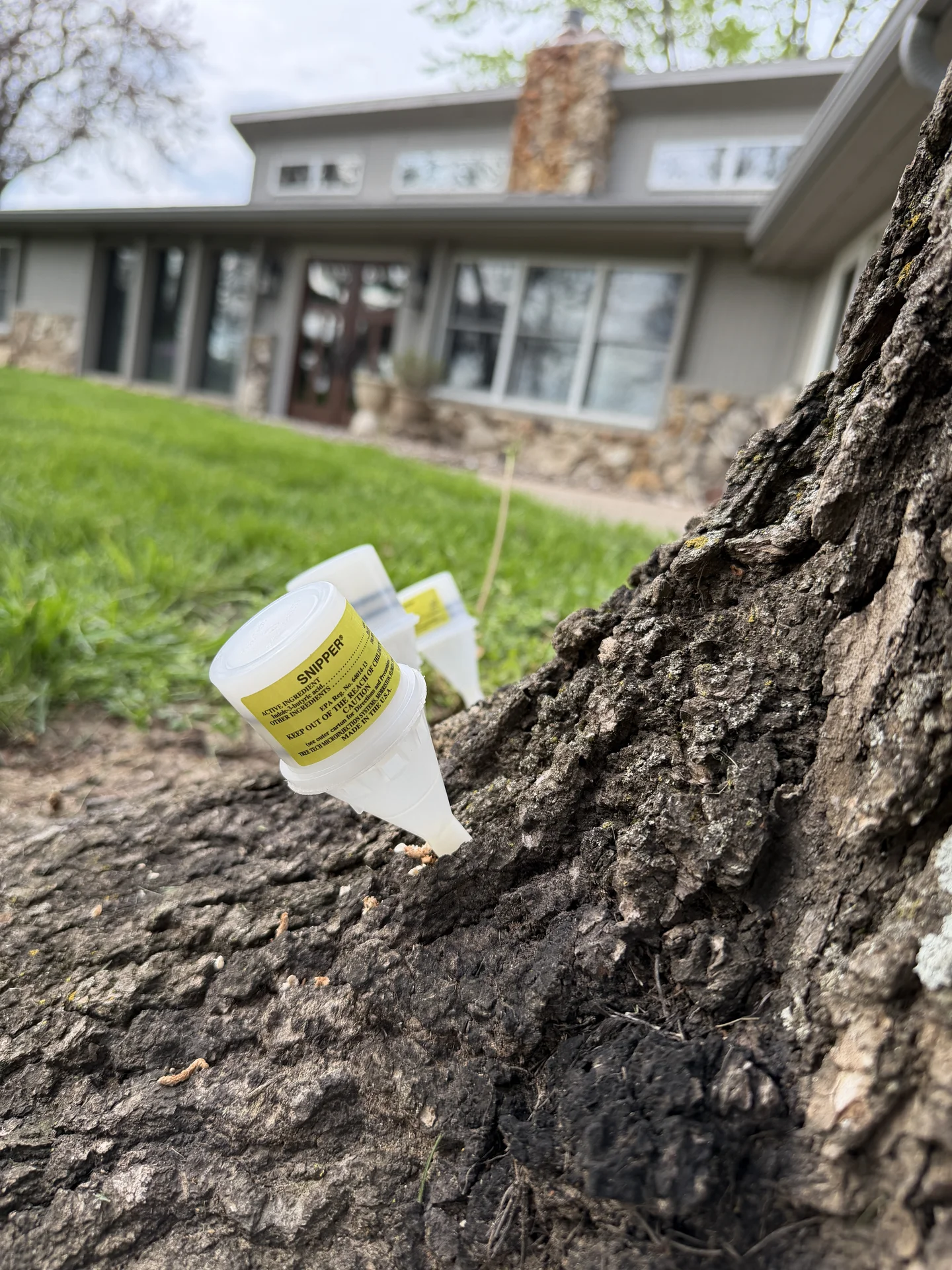 Certified arborist inspecting a tree for health issues